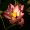 蓮の花３