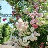 【埼玉県・深谷市】バラとスイーツのシャトー『花園フォレスト』で食べたのは餃子
