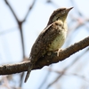 野鳥日記　2020年5月　宮島沼