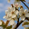 「佐久の季節便り」、「賢治ゆかり・石鳥谷のやまなし」が開花…。