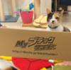 猫たちで「Myブラックサンダー」作りました（●>ω・）ﾉｨｪィ★