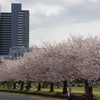 駿府城桜行脚2024　～駿府城公園の桜たち～