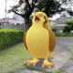 【ポケモンGO】グリーン戦の前座といえば。 ｜ 色違い紹介 No.0018 ★ピジョット【進化】