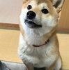 柴犬あきとの生活　156