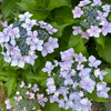 我が家の紫陽花！