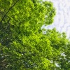 ７月２０日