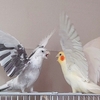 Bird flee flee flee
