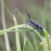 ゴマダラカミキリとオオモンクロベッコウ