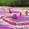 花夢の里（かむのさと）の花風景 ③ （広島県世羅郡世羅町）