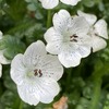 白花にうっすら黒い斑点が可憐！ ネモフィラ「スノーストーム」