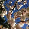 めでる桜