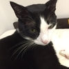 家庭内野良猫　その後