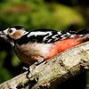 日本　自宅隣の栗畑の野鳥たち