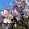 待ってました！桜ちゃん🌸