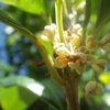 【植物の花の写真】ウスギモクセイ；モクセイ科 Osmanthus fragrans Lour. (1790)var. thunbergii Makino (1927)；Oleaceae 2018年10月07日（日）鹿児島市