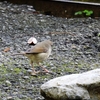 ネオパークの野鳥