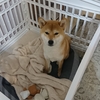 雪下待幸