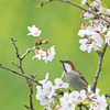 ニュウナイスズメ　花ラッパ　３