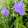 今日は午前中曇り午後から雨！気温早朝１６℃、日中は１７℃！昭和の日でお休み？