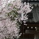 ２０２３年「長久寺」の早咲き桜