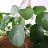 ピレア・ペペロミオイデスの育て方｜幸運を呼ぶ植物の秘密とケア方法