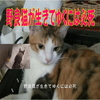 野良猫が生きてゆくには必死