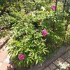 ハマナスの開花が安定してきました