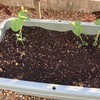 chi-の家庭菜園；新しい仲間　枝豆
