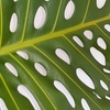 モンステラ・デリシオーサの水挿し Monstera Deliciosa propagation in water