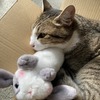 大好きなものを全部詰め込んだら、こうなりました：保護猫日記。4歳11ヵ月（262週）