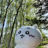 春を超えて夏が来る？今週の札幌の最高気温が25度以上になりそうです