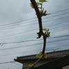 シャインに芽が出始めた