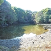 山口の旅：笠山椿群生林②（山口県萩市）