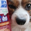 【レビュー】犬用ブラッシングスプレーを初購入！毛玉対策に試してみた🐾