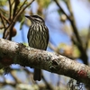 ブチタイランチョウ(Streaked Flycatcher)