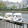 横十間川親水公園のシュール可愛い動物ボートに乗りに行った話