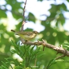 2023.05　オオムシクイ と メボソムシクイ  (Japanese leaf warbler sp.)　その識別