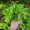 五月の朝の新緑と薫風と寺庭菜園