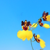 Oncidium Moon Shadow &#039;Tiger Tail&#039;