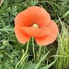ナガミヒナゲシの花