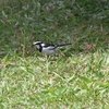 African Pied Wagtail ハジロハクセキレイ