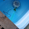 一匹の金魚を理解することから