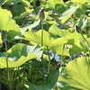 「佐久の季節便り」、「大賀蓮」の蕾に、トンボが止まり…。