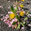 鼻水は、花粉症ではなくて緊張感の欠如？