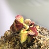 セファロタス成長記録=2026/3月29日 #食虫植物 #セファロタス #icos #著作権無料 #BGM
