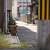 地元住宅街のねこさん
