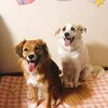 ランドとクルザの飼い主さんからのお便り