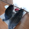 静岡県知事選
