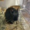 くろごまあん二世 216日目