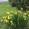 黄菖蒲